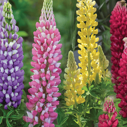 [312] Lupin mixte (Lupinus sp.)