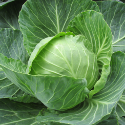 [055] Brunswick cabbage (Brassica oleracea)