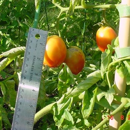 [319] Precocibec tomato (Solanum lycopersicum)