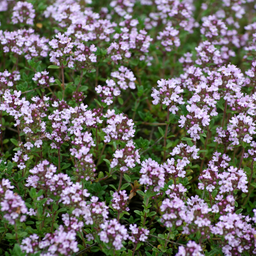 [219-1] Thym Serpolet (Thymus serpyllum)