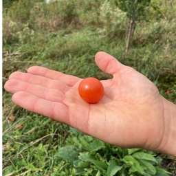 [316] Tomate micro-naine Pigmy (Solanum lycopersicum)