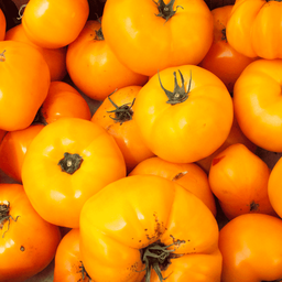 [297] Jubilee Tomato (Solanum lycopersicum)