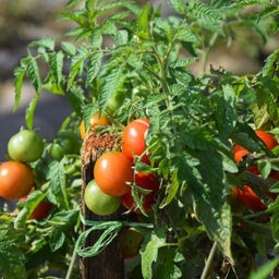 [302] Tomate Manitoba (Solanum lycopersicum)
