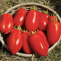 [341-1] Dix doigts de Naples tomato (Solanum lycopersicum)