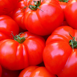 [270] 100 year tomato (Beefsteak) (Solanum lycopersicum)